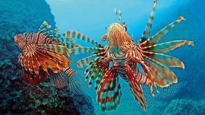 Зарибяващо. Подводен свят - екзотични риби | Burgas