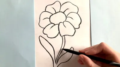 Рисунки цветов карандашом для начинающих (70 фото) ✏