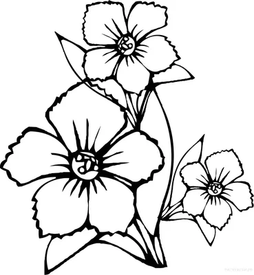 Цветок Daffodil. Графический рисунок цветов. Иллюстрация вектора -  иллюстрации насчитывающей расцветка, вырез: 214748661