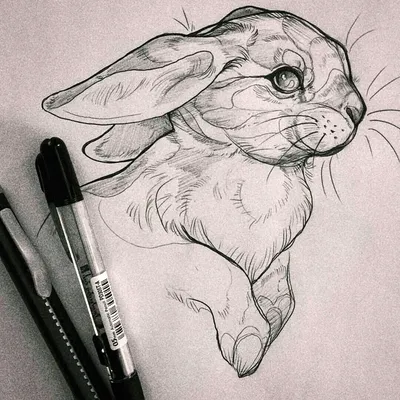 Рисунки для срисовки карандашом животные — Стихи, картинки и любовь |  Рисунки, Эскизы животных, Рисунки животных