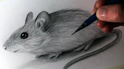 Прикольная мышка рисунок - 74 фото