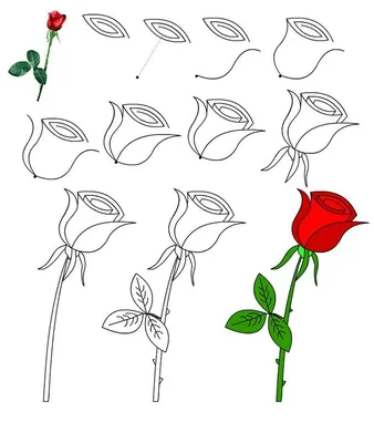 букет из трех контурных цветов тюльпанов. векторный рисунок. простой черный  рисунок. символ весенней любви Иллюстрация вектора - иллюстрации  насчитывающей красивейшее, зажим: 219850858