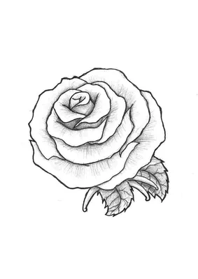 Роза рисунок | Рисунки роз, Рисование цветов, Легкие рисунки