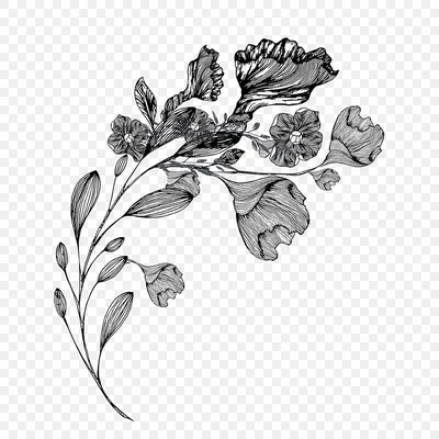 цветок роз ботанический рисунок розы цветы розы абстрактные обобщающие  иллюстрации Иллюстрация штока - иллюстрации насчитывающей живописная,  природа: 271748228