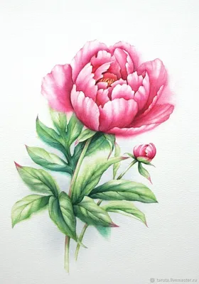Раскраски цветы Розы распечатать бесплатно в формате А4 (41 картинка) |  RaskraskA4.ru
