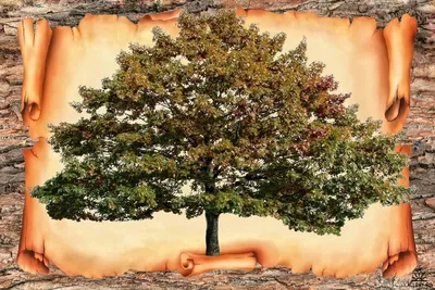 Фамильное дерево рисунок - 57 фото