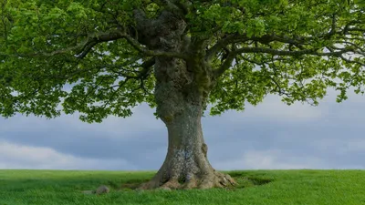 Родословное дерево, прозрачный фон, …» — создано в Шедевруме