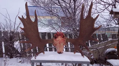 🦌 Рога охотничьего зверя, трофейные рога на стену купить в Москве по цене  от 6500 руб - интернет-магазин Дикоед
