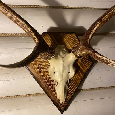 Рога носорога из коллекции остеологии Государственный Дарвиновский музей