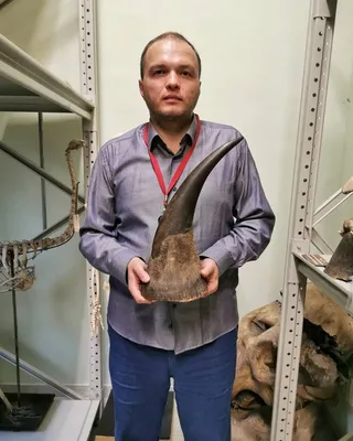 Литовский охотник добыл самые большие лосиные рога в мире - 26.10.2015,  Sputnik Узбекистан