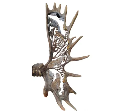 🦌 Рога охотничьего зверя, трофейные рога на стену купить в Москве по цене  от 6500 руб - интернет-магазин Дикоед