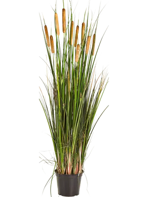 Рогоз широколистный (Typha latifolia ) – Нимфея Зимостойкая. Купить  нимфеи,кувшинки,водяные лилии в Москве.