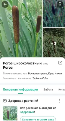 Рогоз малый (Typha minima)