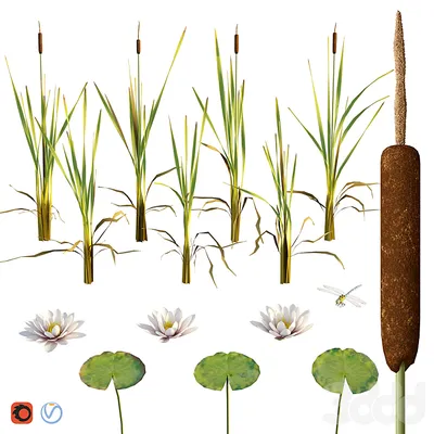 Мосприрода - Камыш, рогоз или тростник: какие растения... | Facebook