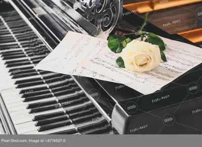 Красивые розы и листы для заметок на рояле, крупным планом :: Стоковая  фотография :: Pixel-Shot Studio