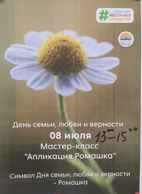 Купить семена: Ромашка аптечная Добрый Лекарь - цены,фото,отзывы |  Green-Club.com.ua