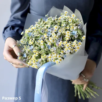 Ромашка Ромашки Белые Цветки - Бесплатное фото на Pixabay - Pixabay