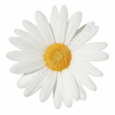 Ромашка светлая Цветочная ромашка, нарисованные цветы, белый, фотография,  плакат png | Klipartz