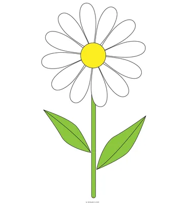 рисунок Белые ромашки цветы векторная иллюстрация на белом фоне PNG ,  цветочный рисунок, рисунок цветов, рисунок крысы PNG картинки и пнг рисунок  для бесплатной загрузки