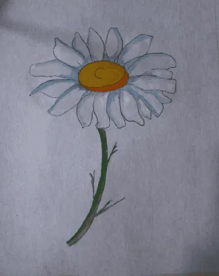 Цветок ромашка рисунок - 62 фото