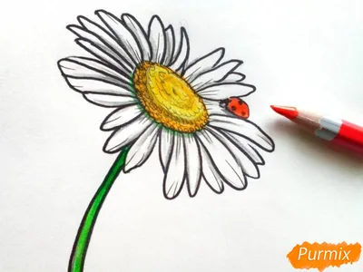 человек рисует цветок ромашки держа карандаш, легко нарисовать цветочную  картинку, легкая эстетическая картинка для рисования, легко рисовать крутые  картинки фон картинки и Фото для бесплатной загрузки