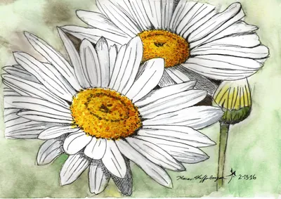 рисунок Эскиз цветочной свадебной ромашки PNG , рисунок ромашки, цветочный  рисунок, свадебный рисунок PNG картинки и пнг PSD рисунок для бесплатной  загрузки