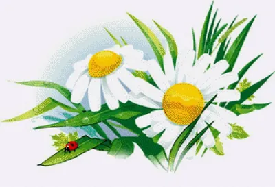 ромашка PNG , Цветы, ингредиент, белый PNG картинки и пнг PSD рисунок для  бесплатной загрузки
