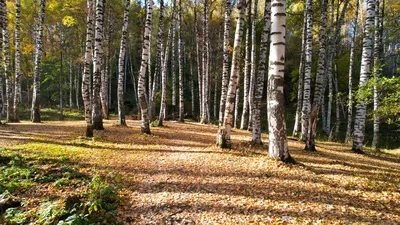 Березовая роща - урочище Бойрок - Загородный отдых - фото, цены, адреса, ☎  телефоны | Давай Сходим!