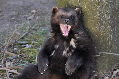 Медведь росомахи или skunk стоковое фото. изображение насчитывающей росомаха  - 193654112