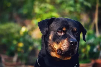 Фотографии собак. Ротвейлер. Фото ротвейлеров от пользователей c портала  Ru-Pets.