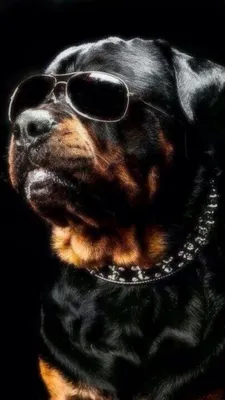 Мощное и лояльное изображение собаки ротвейлера на темном фоне | Премиум  Фото