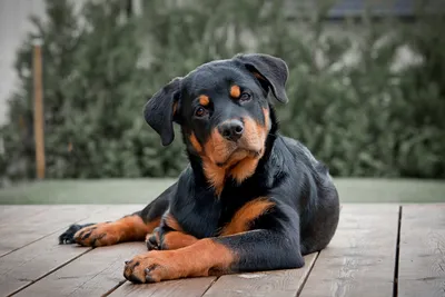 Собаки и люди: порода ротвейлер - YouTube