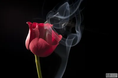 Фотообои \"Дым и красная роза на чёрном фоне\" - Арт. 170046 | Купить в  интернет-магазине Уютная стена