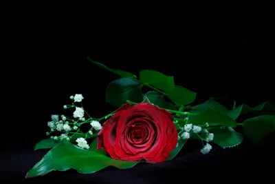 Красные розы на черном фоне Stock Photo | Adobe Stock