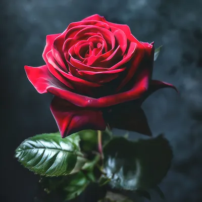 Три красных розы на черном фоне крупным планом И картинка для бесплатной  загрузки - Pngtree