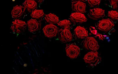 Красные Розы На Черном Фоне — стоковые фотографии и другие картинки Роза -  Роза, Без людей, Женственность - iStock
