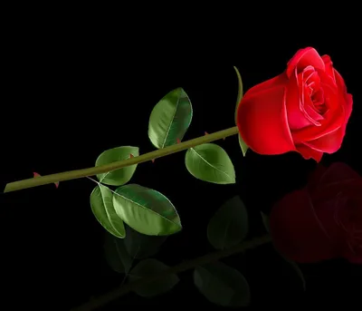 Картинка Розы Бордовый цветок вблизи на черном фоне