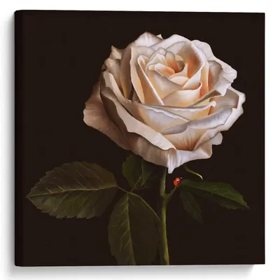 Картинка Розы цветок на черном фоне