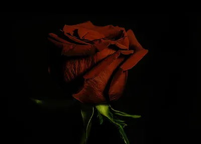 Красивые розы на черном фоне - 72 фото