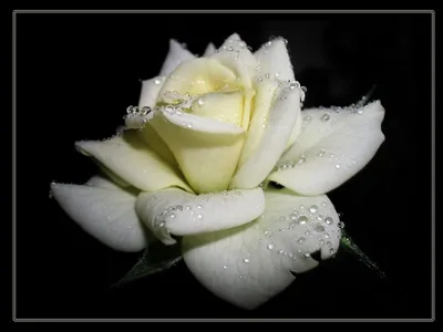 Розы На Черном Фоне Стоковые Фотографии | FreeImages