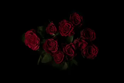 Обои на рабочий стол Красная роза на черном фоне, фотограф Micheline  Brasseur, обои для рабочего стола, скачать обои, обои бесплатно