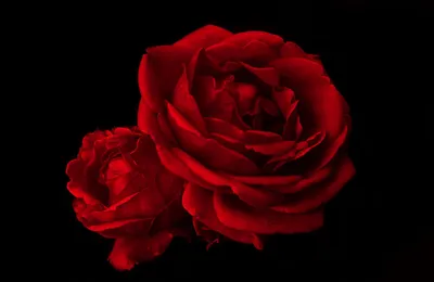 Красная роза на черном фоне Стоковое Фото - изображение насчитывающей  цветки, очарование: 159693510