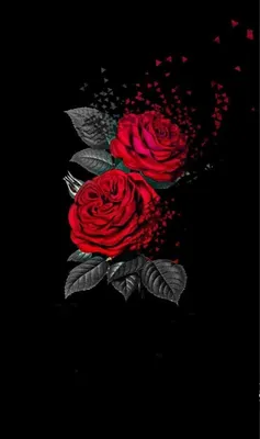красивая розовая роза на черном фоне с отражением Stock Photo | Adobe Stock