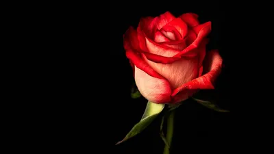Розовая роза на черном фоне стоковое фото ©PAPASTUDIO 332609448