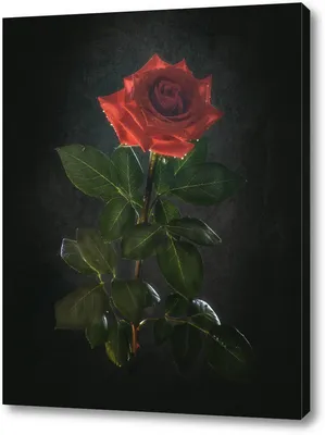 Красная роза на черном фоне Стоковое Фото - изображение насчитывающей  естественно, бобра: 177000324
