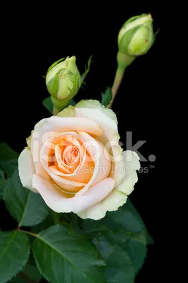 Желтая Роза, Изолированных На Черном Фоне. Фотография, картинки,  изображения и сток-фотография без роялти. Image 45783667