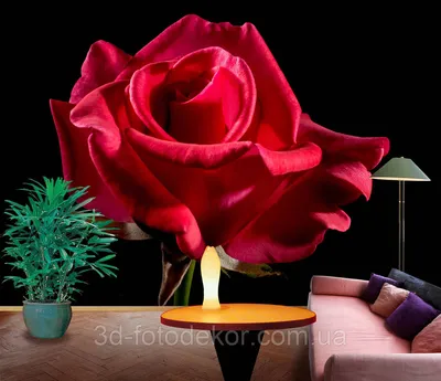 оранжевая роза на чёрном фоне Stock Photo | Adobe Stock