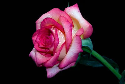 Фото Розы красные Цветы вблизи на черном фоне