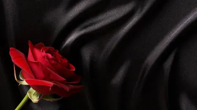Красивая свежая красная роза на черном фоне :: Стоковая фотография ::  Pixel-Shot Studio