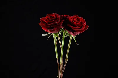Обои роза на черном фоне - 66 фото